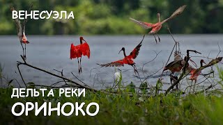 Мир Приключений - Дельта реки Ориноко. Лучший отдых в Венесуэле. Orinoco delta. Venezuela.