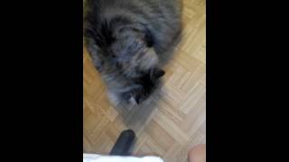 Кот ест хурму.)