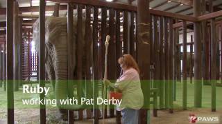 Elephant Protected Contact Training