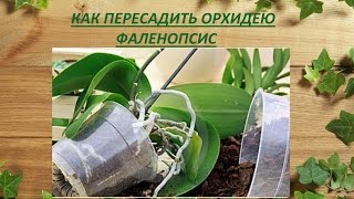 Пересадка орхидеи Фаленопсис