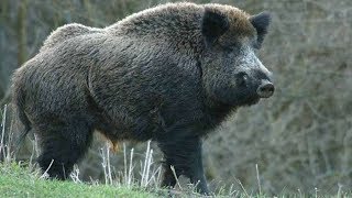 10 САМЫХ ОПАСНЫХ ЖИВОТНЫХ РОССИИ