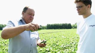 Schlechtes Jahr? – Gurkenbauern in Niederbayern befürchten geringe Ernte