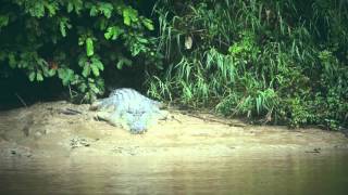 Kinabatangan River - morning river cruise / Malajsie 2016 (4K) Travelzoom.cz
