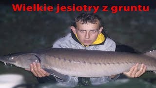 ATAK WIELKICH NOCNYCH JESIOTRÓW - jak złowić jesiotra ?  WĘDKARSTWO