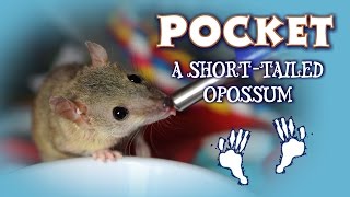 Meet Pocket -  A Short Tailed Opossum