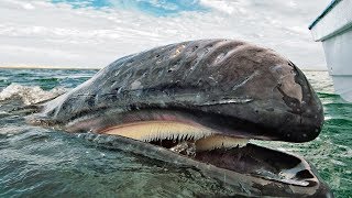 この生物に出会った時、人々は目を疑った！