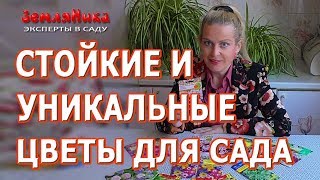 Самые неприхотливые цветы для дачи. Подборка необычных цветов для сада.