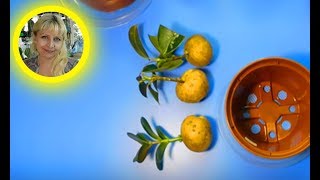 ?ЧЕРЕНКИ В КАРТОШКЕ !!! ПРАВДА ИЛИ ЛОЖЬ ... ?