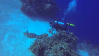 Turtle Race Turks & Caicos Dec 2013