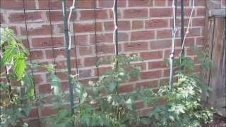 Im Garten & so   Tomaten Gurken ausgeitzen