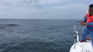 2016.6.29.石川県金沢市の金沢港うさぎ丸 フィッシングガイド チャーターボート 遊漁船うさぎ丸チャンネル