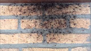 a cluster of invasive giant harvestmen in the Netherlands
