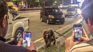 Самая знаменитая обезьяна Малайзии / Malaysia's most famous monkey