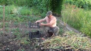 Как подготовить чеснок к просушке. Озимый чеснок
