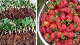 Кабрилло, Квики, Купчиха: саженцы крупноплодной садовой земляники