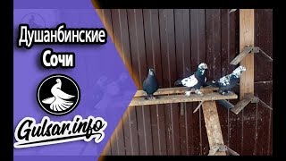 ГОЛУБИ / ДУШАНБИНСКИЕ СОЧИ / PIGEONS / TAUBE