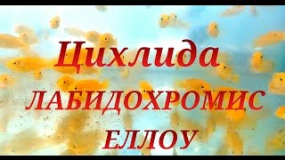 Аквариумные рыбки. Цихлиды. Еллоу. ЛАБИДОХРОМИС