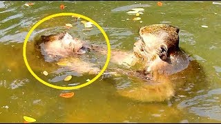 Why ! Why ! Poor Jessie hurt cry loudly cos DeeDee pinch ear in water| Jessie hurt angry swimm away.