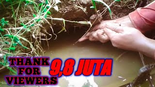 Mancing Belut Super Besar Tarikannya Bikin Panik