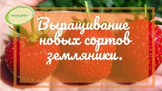 Выращивание новых сортов земляники. Верхозин Юрий. Часть1