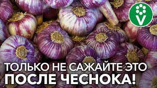 ЧТО ПОСАДИТЬ ПОСЛЕ ЧЕСНОКА? Сидераты, зелень и кое-что еще!