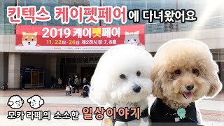 푸들 모카라떼의 일상 이야기 / 2019 킨텍스 케이펫페어 / 킨텍스 케이펫페어에 다녀왔어요