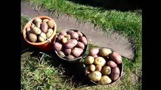 Второй урожай картофеля за сезон в Сибири от посадки до копки. Эксперимент удался
