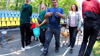 1 Выставка собак, Пятихатки, 2019, КСУ, Союз Віват, Харьков