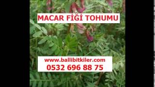 MACAR FİĞ ÖZELLİKLERİ,TOHUMLUK MACAR FİĞ,MACAR FİĞ YETİŞTİRİCİLİĞİ,MACAR FİĞ YETİŞTİRME