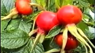 САМЫЙ ПОЛЕЗНЫЙ ПРОДУКТ В МИРЕ 玫瑰果 ШИПОВНИК FRUITS OF BERRIES DOGROSE