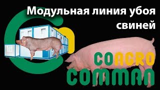 Модульная линия убоя свиней, КОММАН