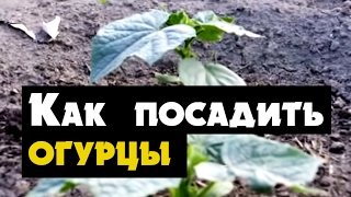 Как посадить огурцы в грунт