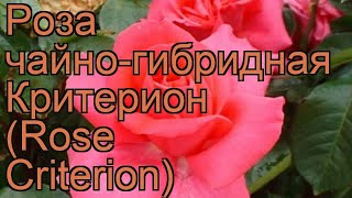 Роза чайно-гибридная Критерион (Rose Criterion) ? обзор: как сажать, саженцы розы