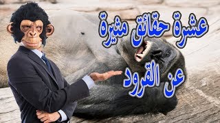 10 حقائق عن القرود لم تكن تعرفها من قبل
