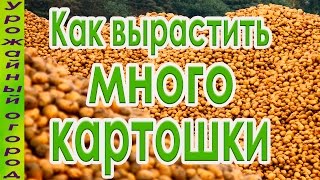 КАК ПОЛУЧИТЬ ОГРОМНЫЙ УРОЖАЙ КАРТОФЕЛЯ!?НАДЕЖНЫЙ СПОСОБ!