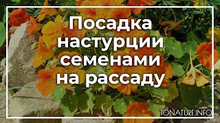 Посадка настурции семенами на рассаду | toNature.Info