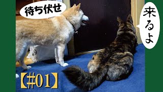 ドアの向こうには甲斐犬と柴犬がいる＝！【#01】