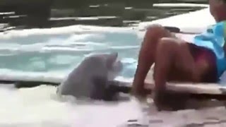 Секс  с дельфином