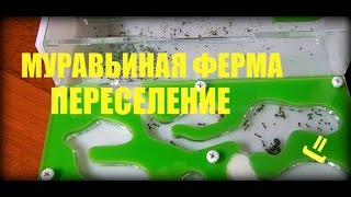 МУРАВЬИНАЯ ФЕРМА #2 - ПЕРЕСЕЛЕНИЕ !