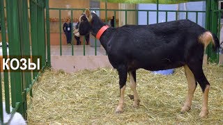 КОЗЫ  на выставке Золотая Осень-2018