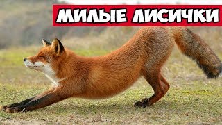 Милые лисички - лиса и расческа | Bazuzu Video ТОП подборка октябрь 2017