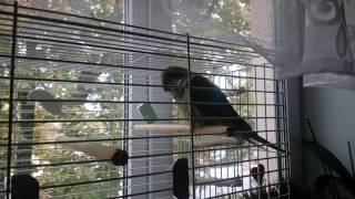 Попугай (Монах,Квакер) Арчи разговаривает. Parrot (Monk, Quaker) Archy is talking