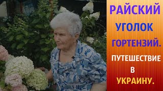 Райский уголок гортензий. Путешествие в Украину.