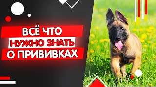 Всё что нужно знать о вакцинации собак