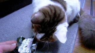 おもしろ　かわいい　ねこ　ぷく　おにぎりとの戯れ