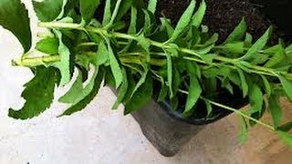Where to Buy The Best Stevia Leaves? |Is Stevia Leaf The Sugar Alternative for Diabetics?
