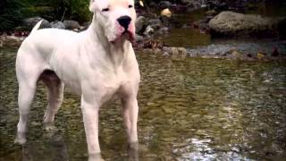Dogo Argentino.ARGENTINE DOGO, ARGENTINIAN MASTIFF,ΝΤΟΓΚΟ ΑΡΤΖΕΝΤΙΝΟ, ΜΑΣΤΙΦ ΑΡΓΕΝΤΙΝΗΣ
