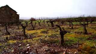 En Viña Sapita, viñedo mítico del Bierzo - Todovino.com con Casar de Burbia