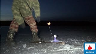 Они сказали щука сейчас не клюёт, а я всё равно поставил жерлицы на ночь...