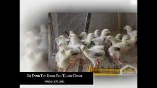 Gà Đông Tảo giá 35 triệu Đồng